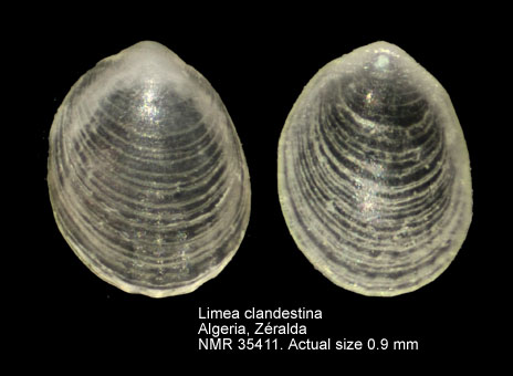 Limea clandestina.jpg - Limea clandestina(Salas,1994)